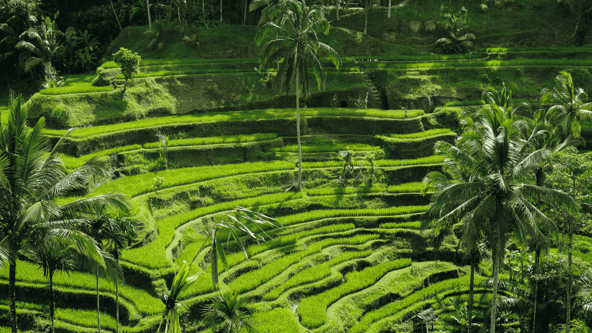 ELEGANT BALİ & UBUD Türk Hava Yolları ile 5 Gece
